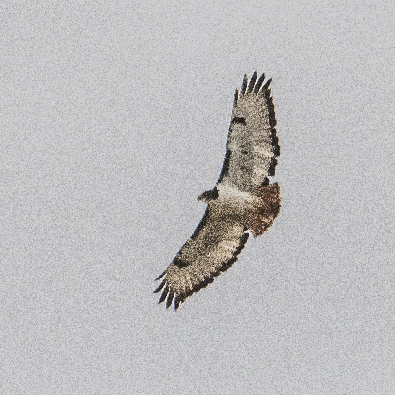 Buse augure  (Augur buzzard, Buteo augur), mâle adulte planant au dessus de la vallée de la rivière Hoarusib, Parc National de la Côte des Squelettes, Kunene, Namibie.